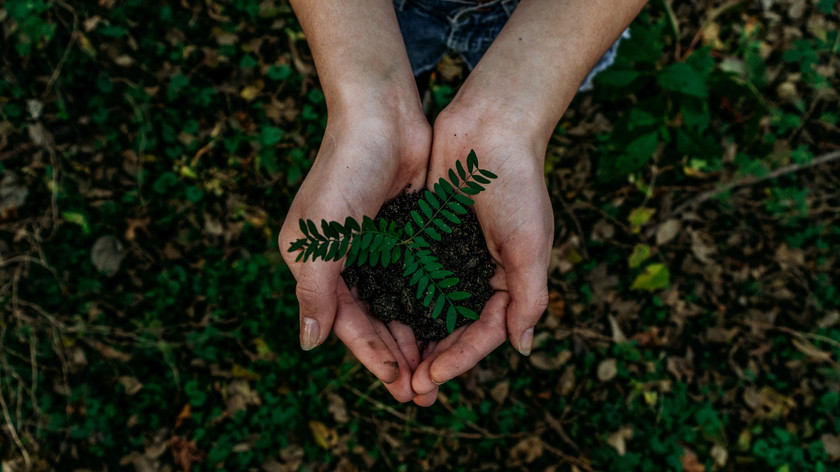 Foto. To hender holder en grønn plante. Sett ovenfra.